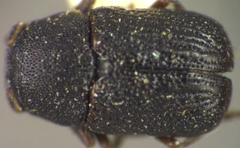 Media type: image;   Entomology 8404 Aspect: habitus dorsal view